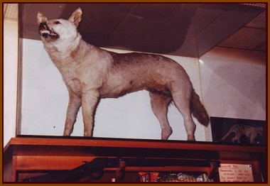 Tigre de Tantanoola