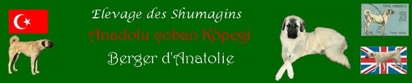 Logo Coban Kopegi
