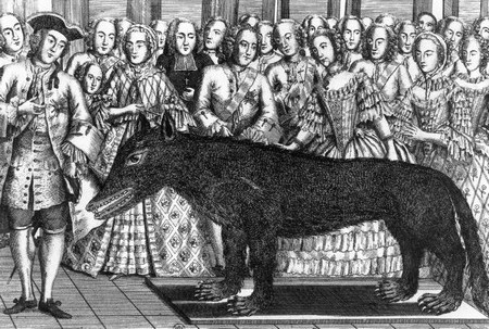 Pr�sentation du loup des Chazes au Roi