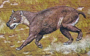 L'h�micyon, surnomm� le chien-ours