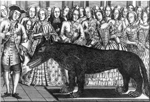 Loup des Chazes � Versailles